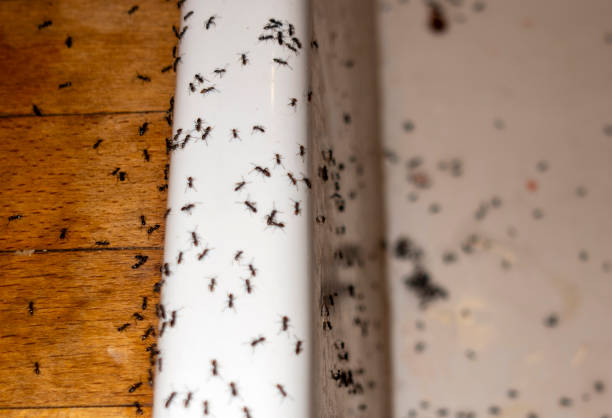 Best Cockroach Control Services  in Coushatta, LA