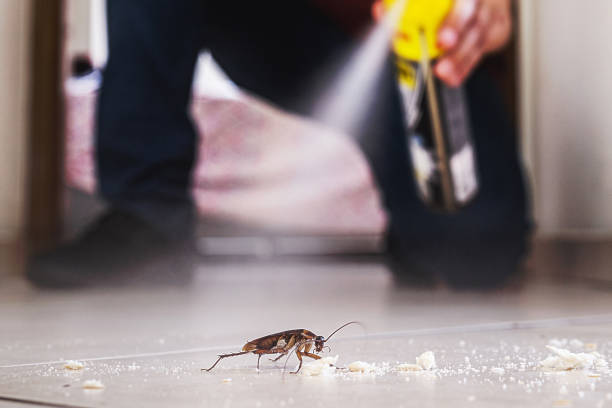 Best Spider Control Near Me  in Coushatta, LA